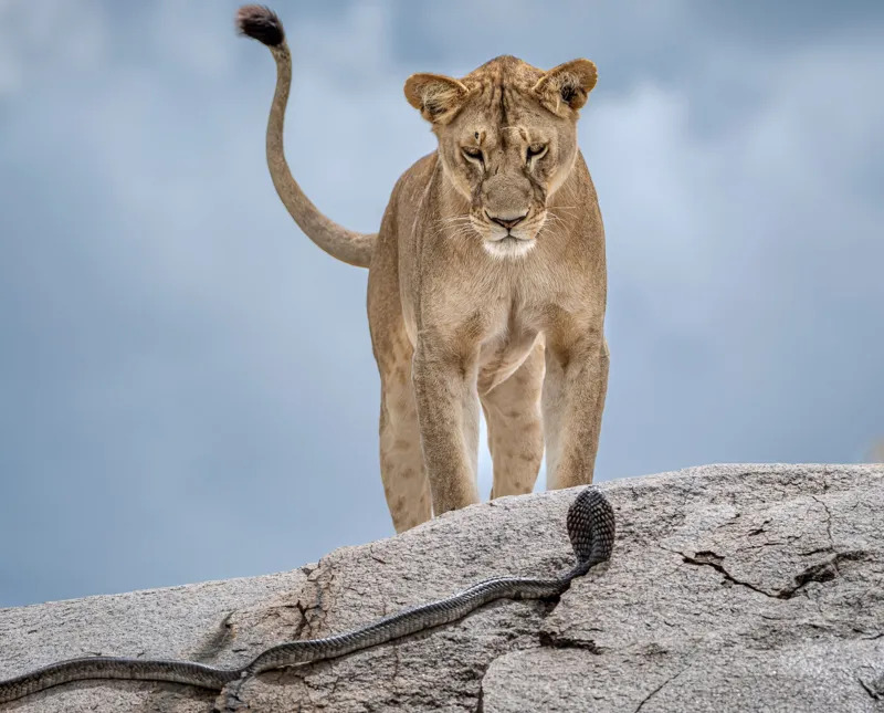 Lion standing alert while staring down a cobra on a rocky edge under a partly cloudy sky.
