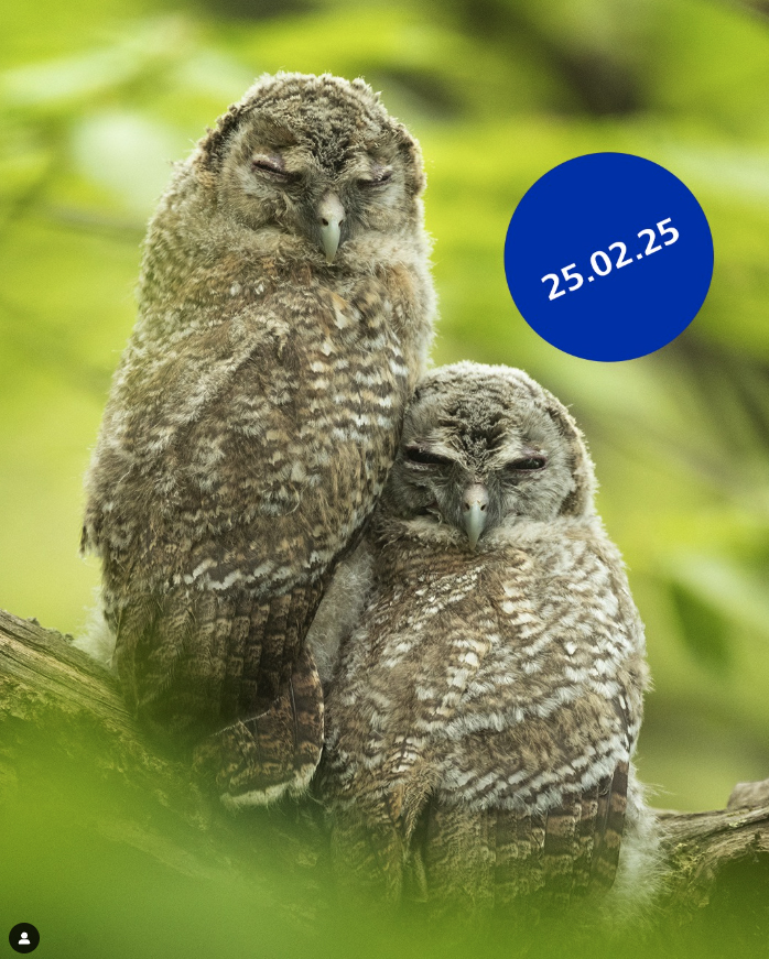 This is an image of two green sleeping owls with the date 