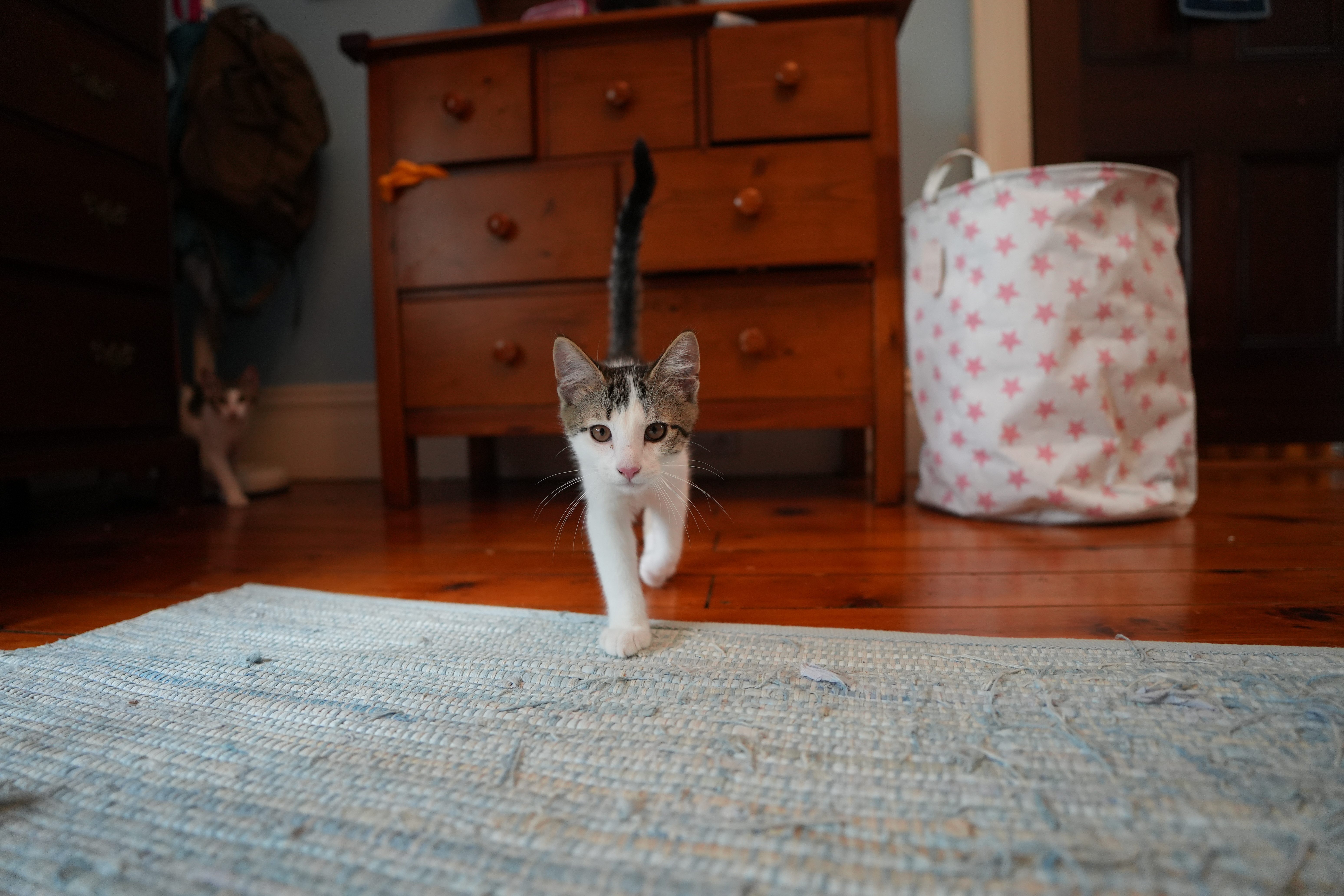 Sigma 17-40mm Art lens sample images.