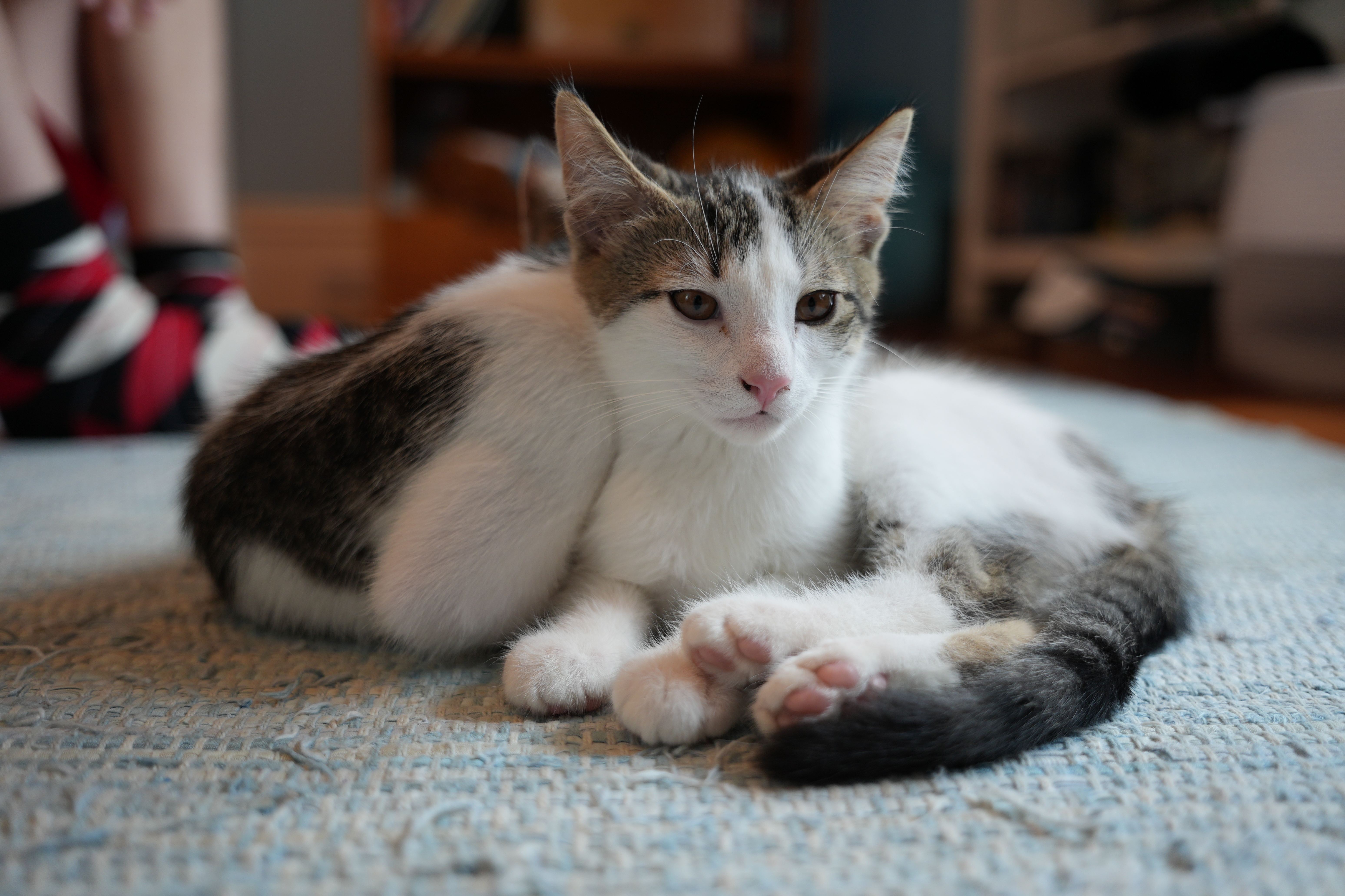Sigma 17-40mm Art lens sample images.