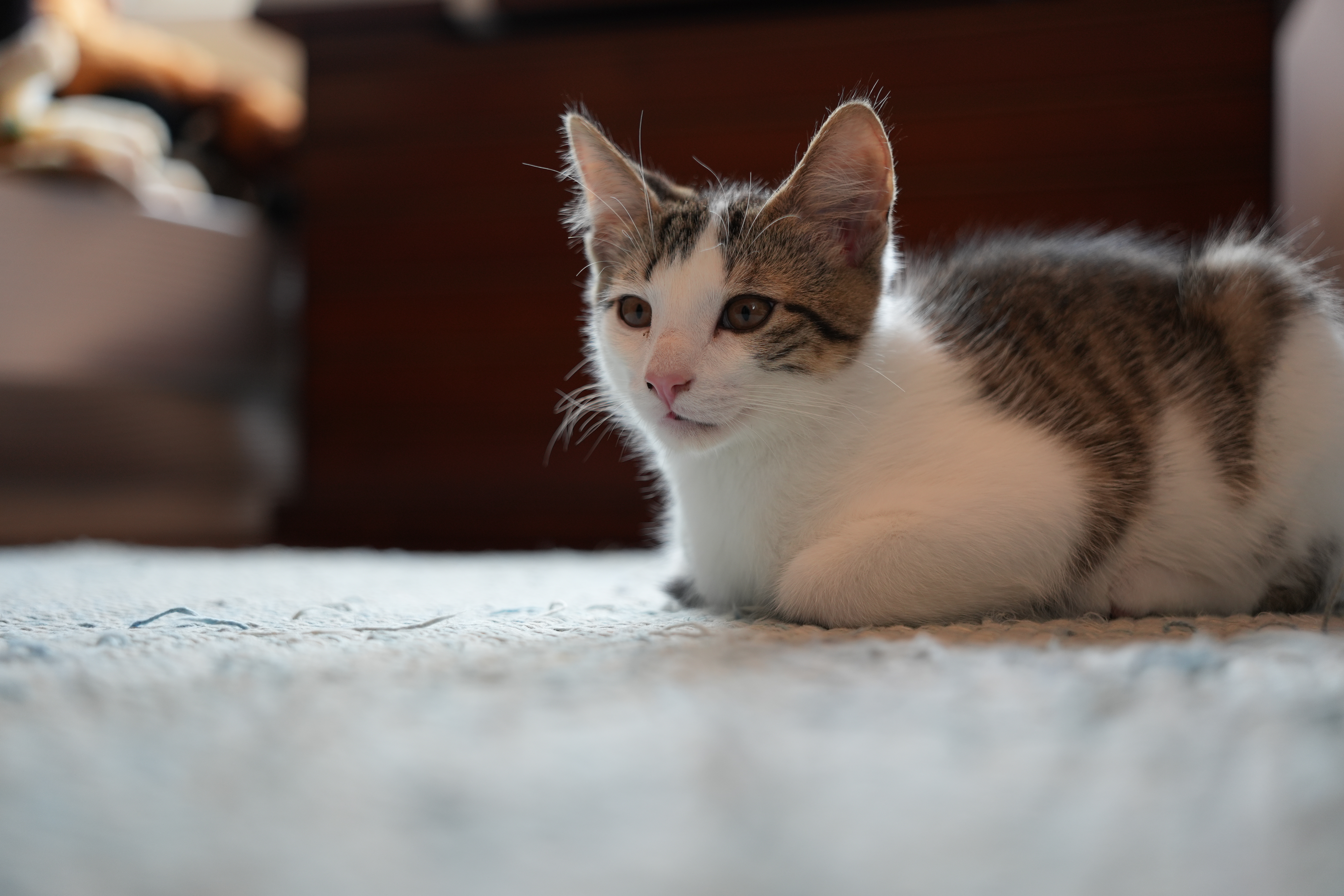 Sigma 17-40mm Art lens sample images.