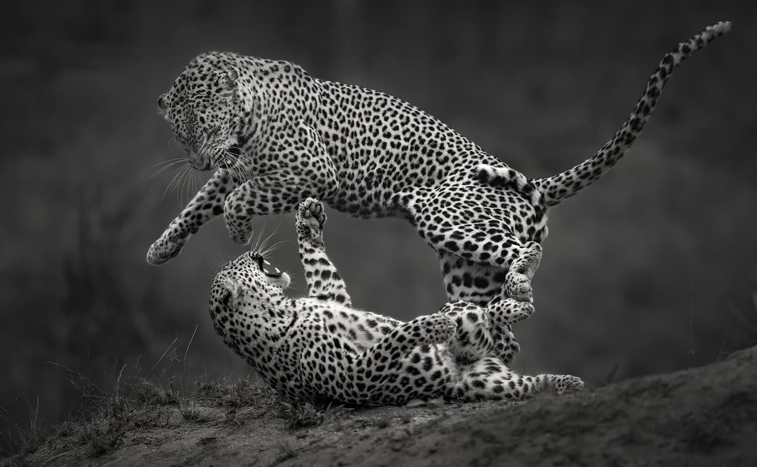 Willem Krugerâ€™s â€œLeopard Jump Monoâ€