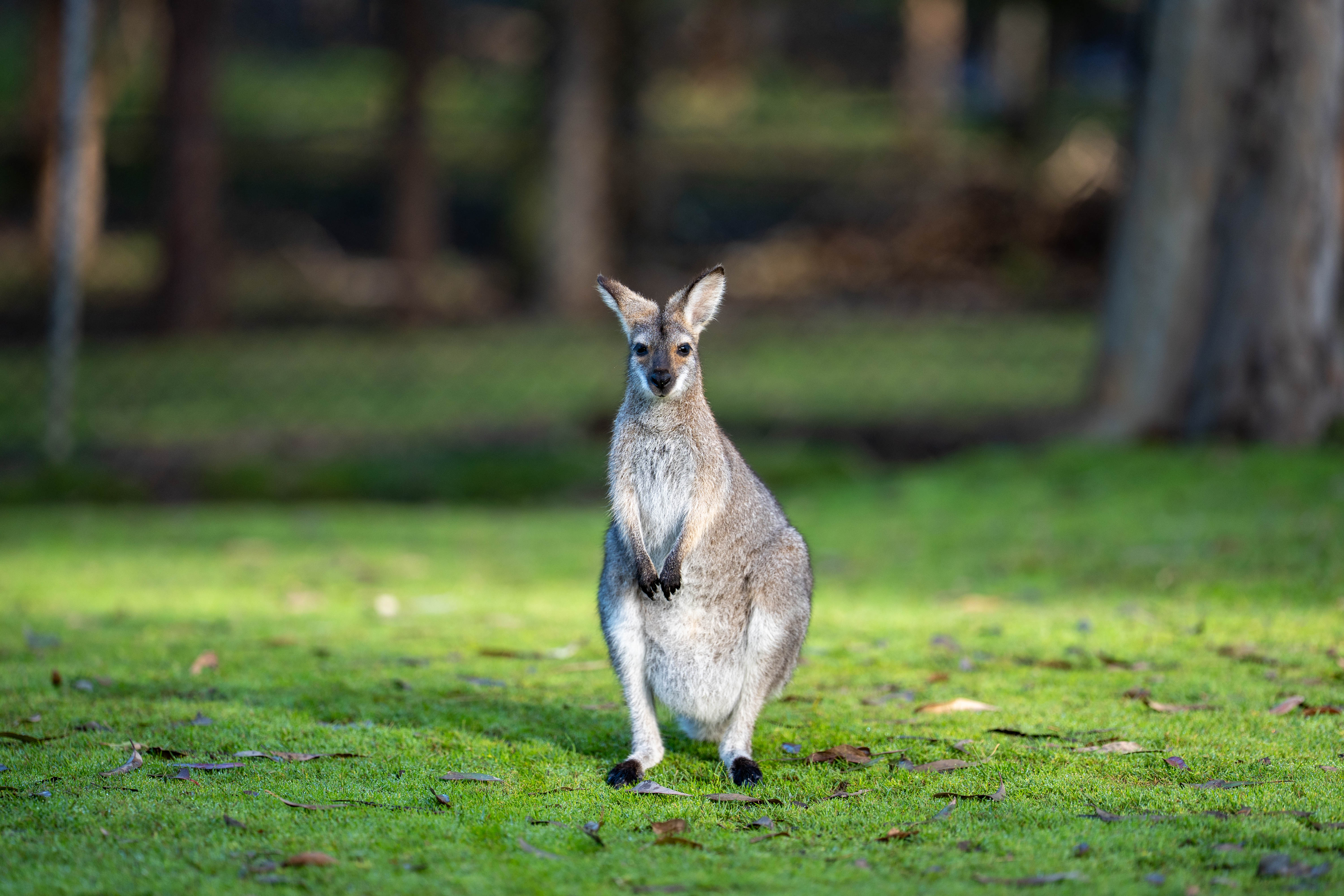 Sigma 200mm F/2 Sample Images by David Schloss. 