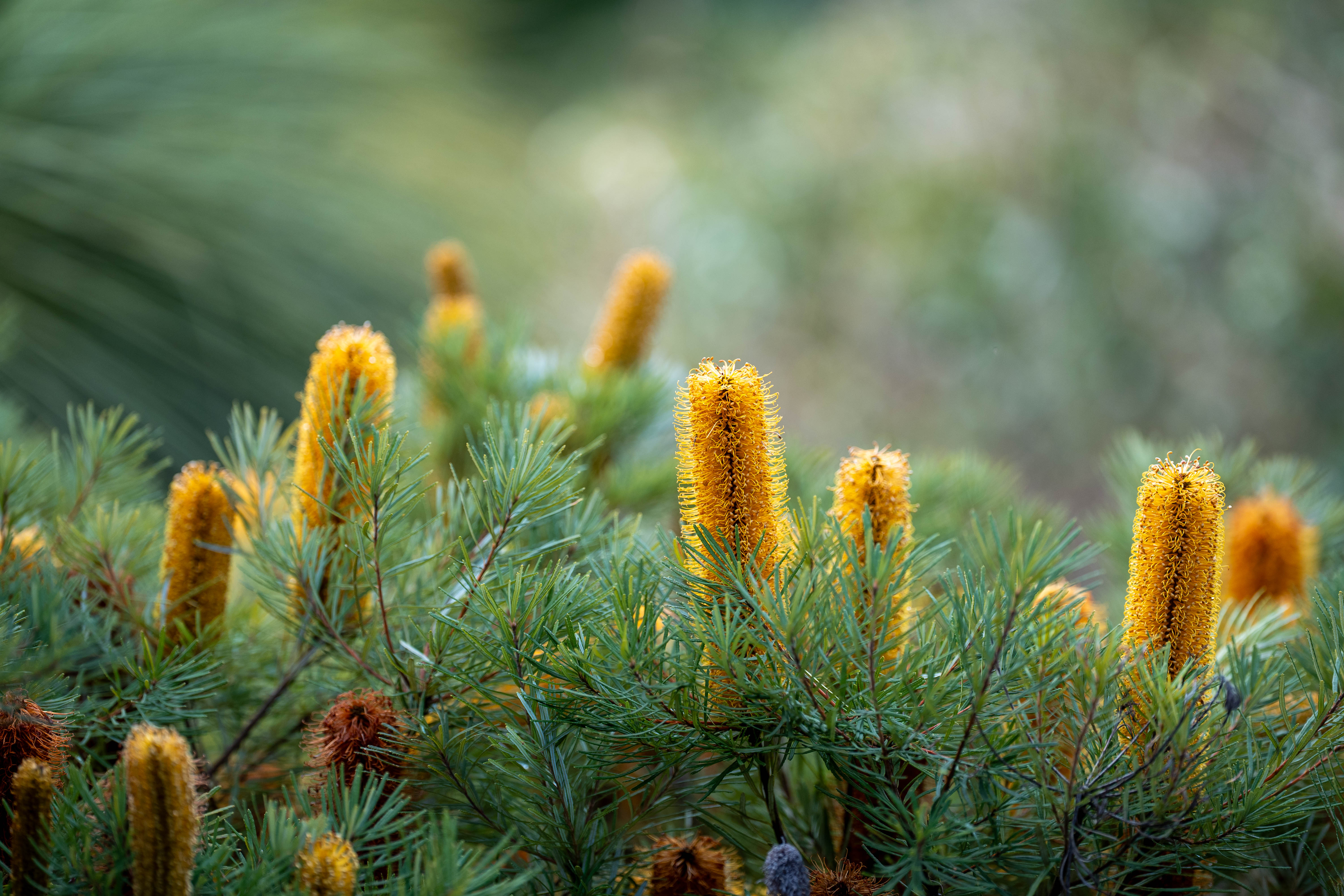 Sigma 200mm F/2 Sample Images by David Schloss. 