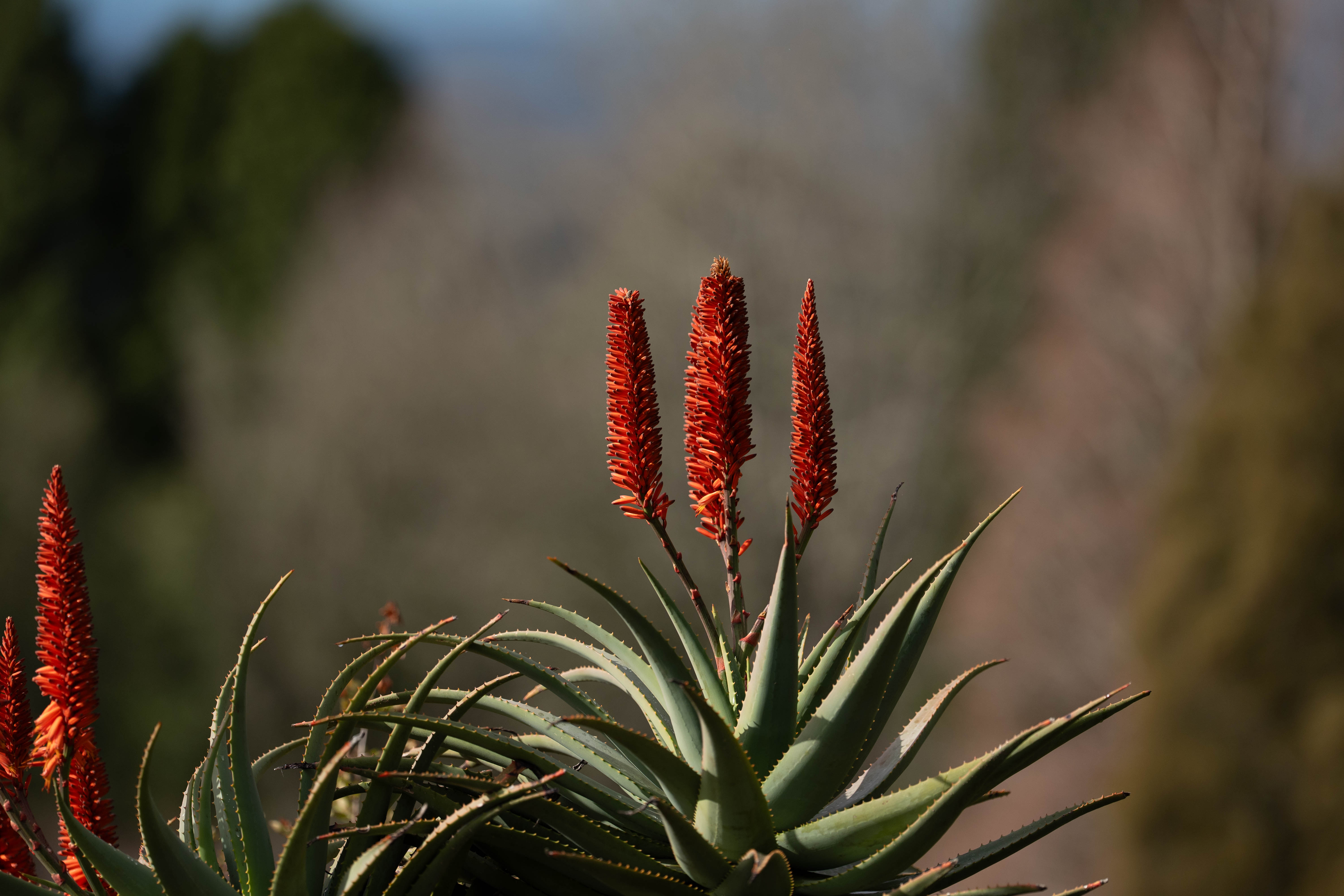 Sigma 200mm F/2 Sample Images by David Schloss. 