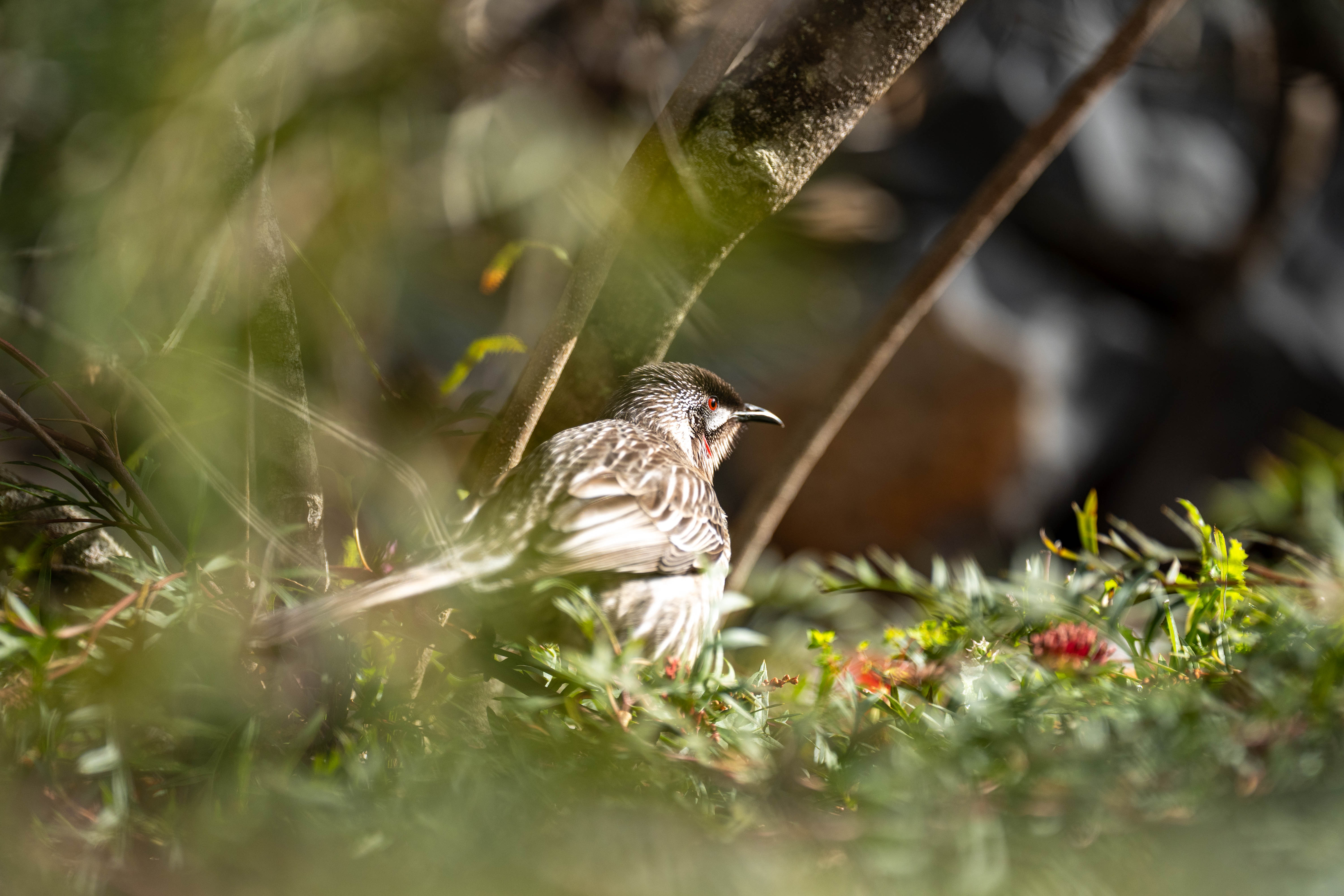Sigma 200mm F/2 Sample Images by David Schloss. 