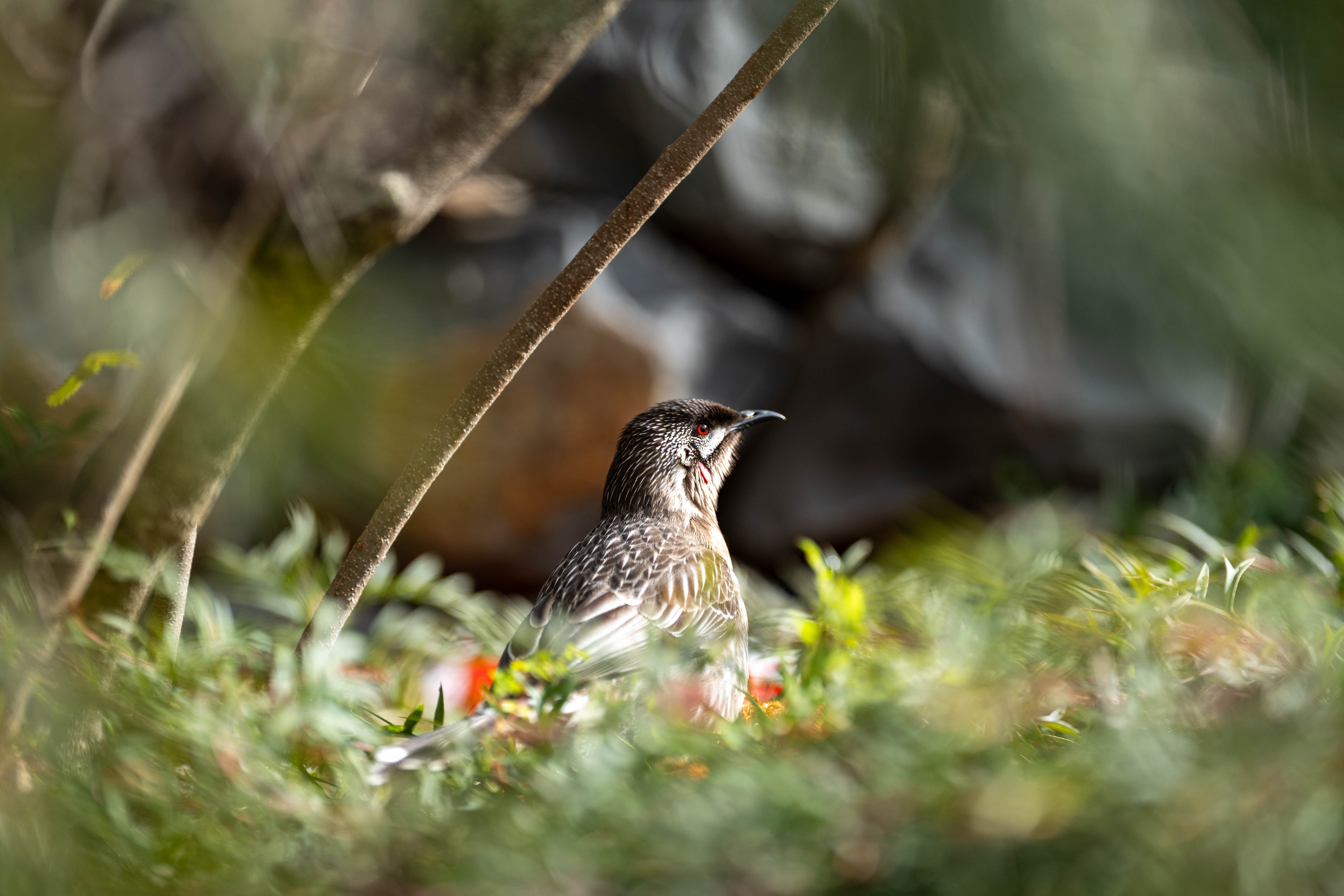 Sigma 200mm F/2 Sample Images by David Schloss. 