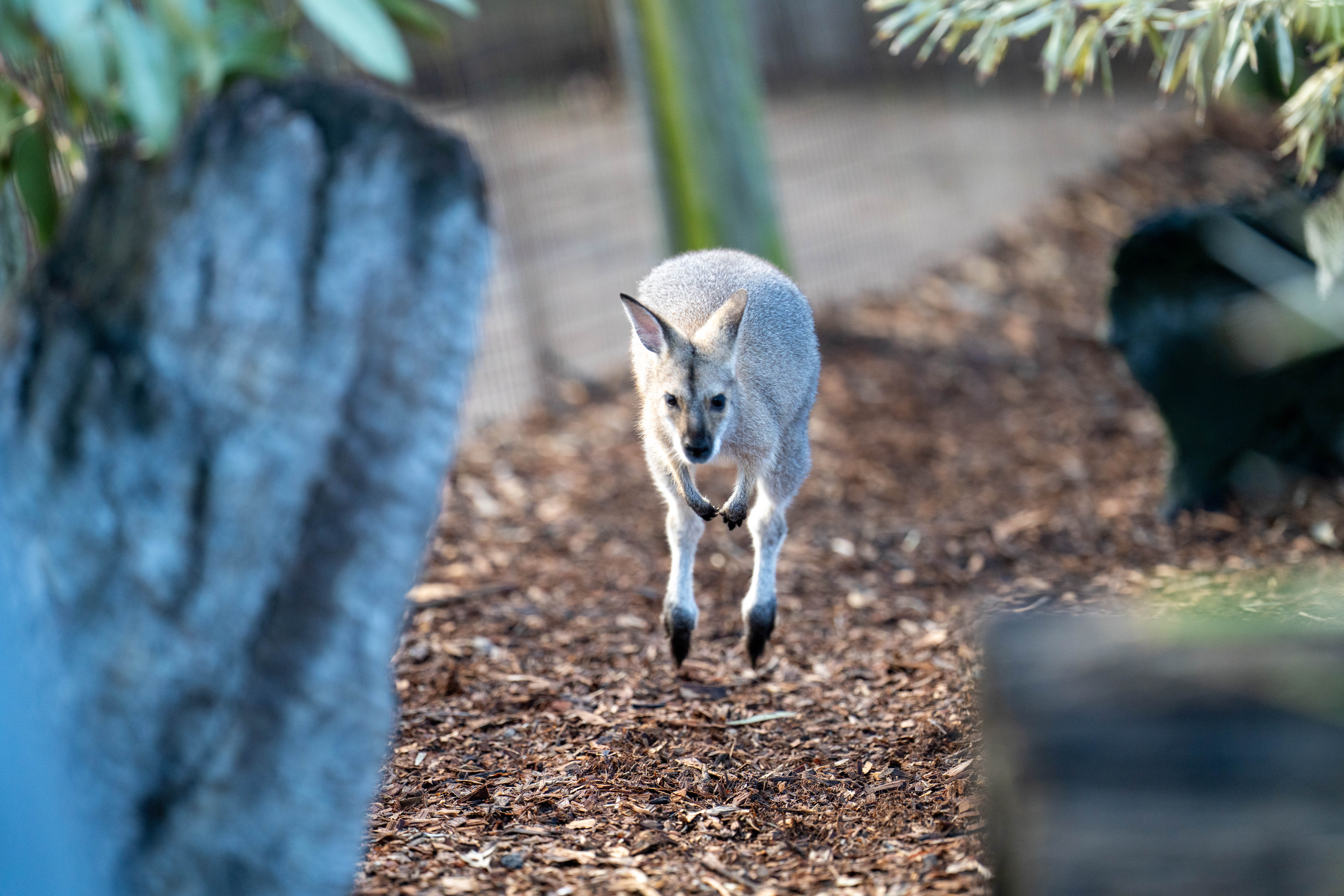 Sigma 200mm F/2 Sample Images by David Schloss. 