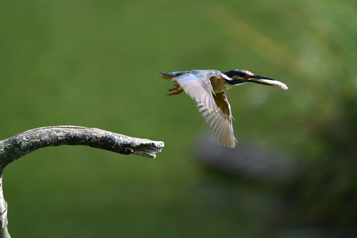 Nikon Z6 III bird subject detection mode. 