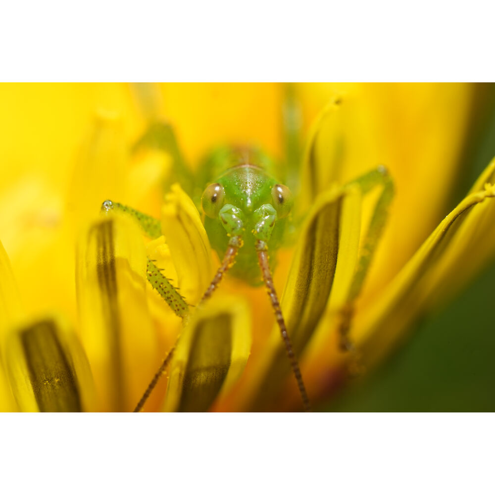  Sony FE 100mm F/2.8 GM sample images.