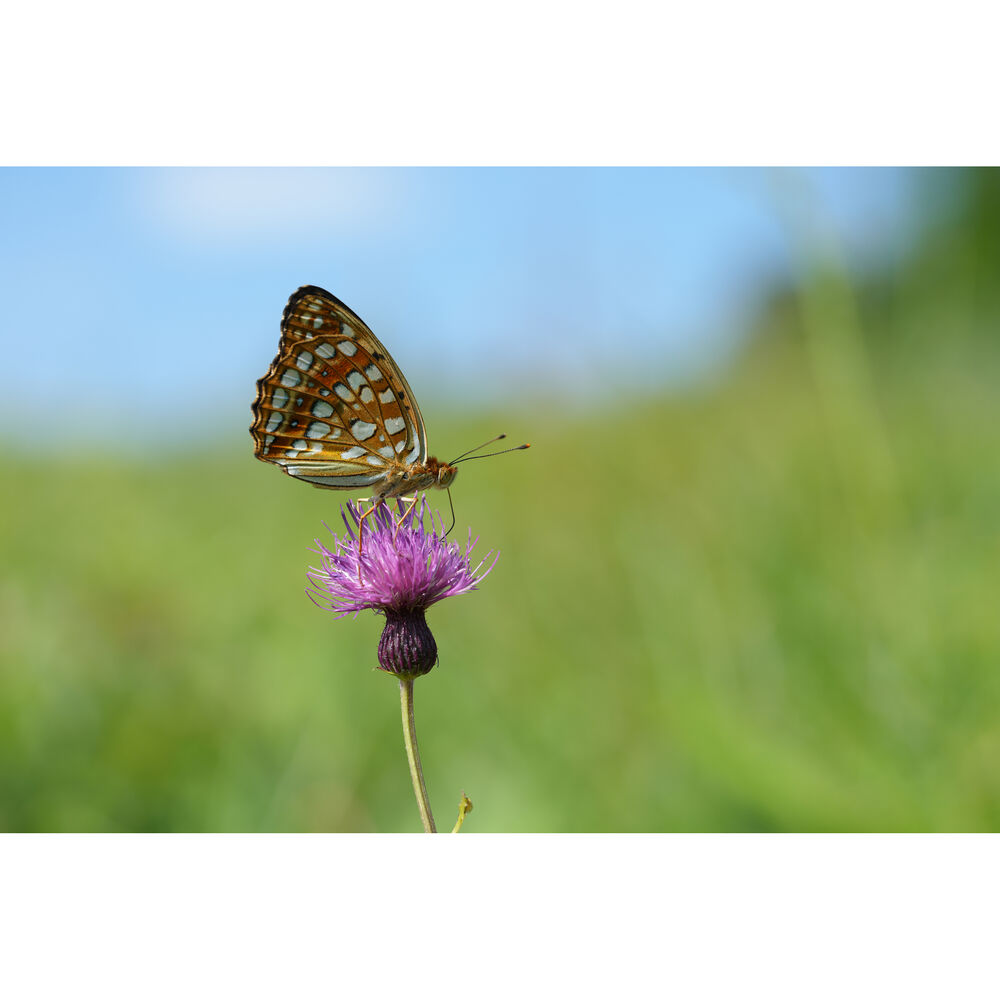  Sony FE 100mm F/2.8 GM sample images.