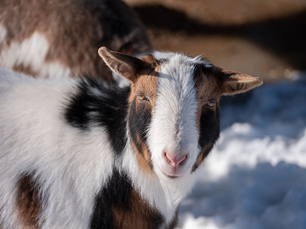 Fujinon GF 100-200mm f/5.6 R LM OIS WR Review: Field Test -- Gallery Image