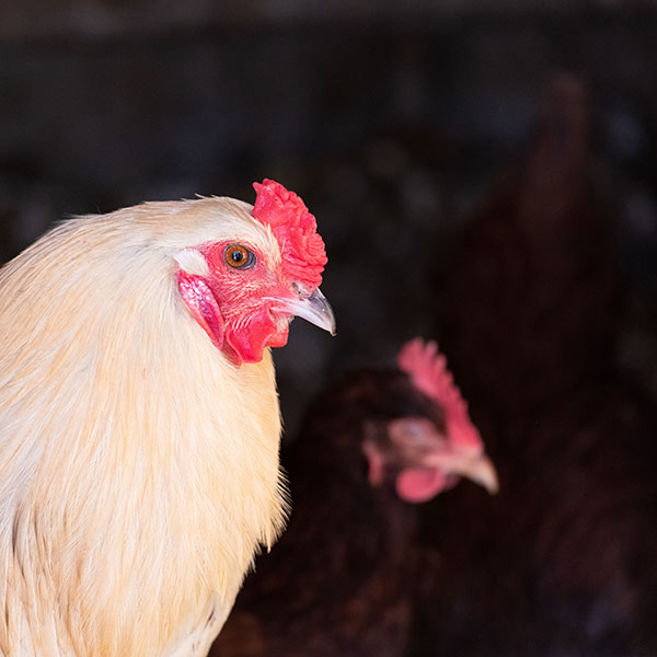 Fujinon GF 100-200mm f/5.6 R LM OIS WR Review: Field Test -- Gallery Image