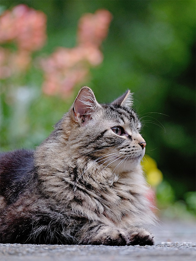 Fuji 100-400mm Review - sample gallery image