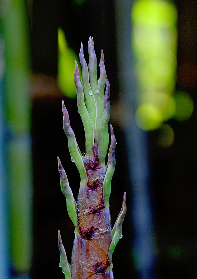 Fuji 100-400mm Review - sample gallery image