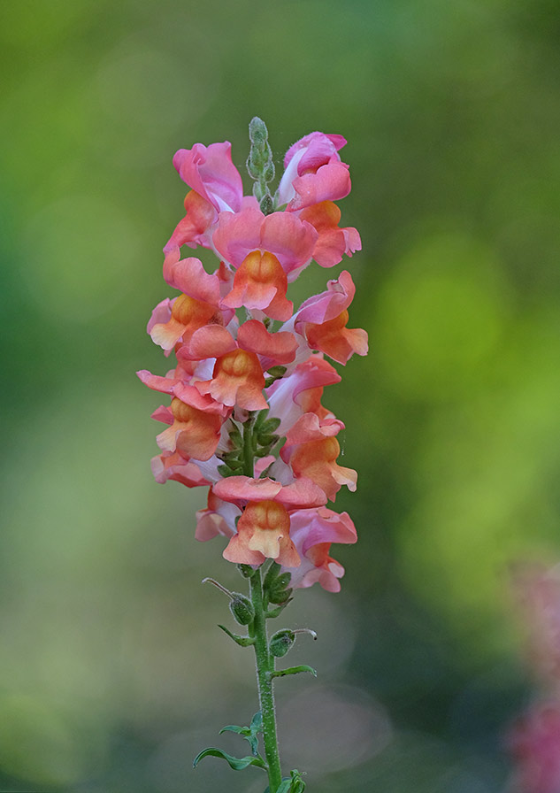 Fuji 100-400mm Review - sample gallery image