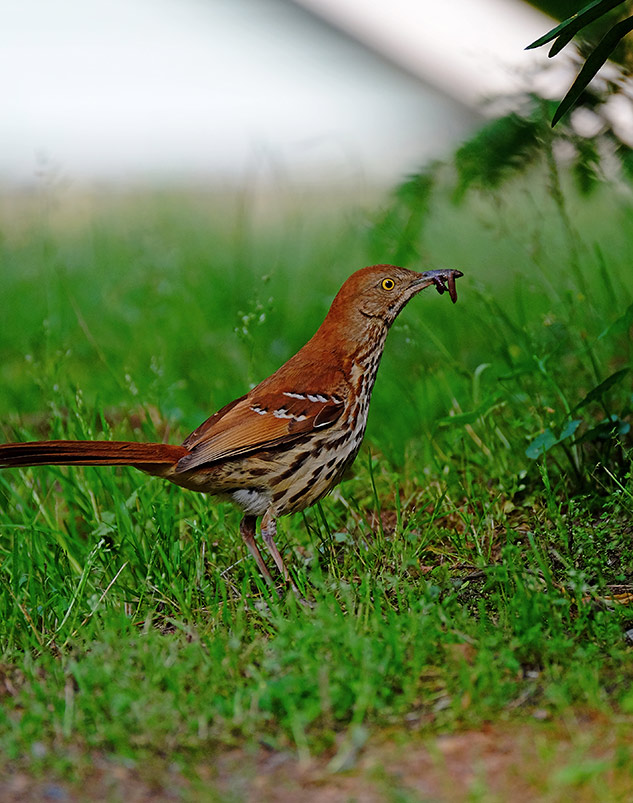 Fuji 100-400mm Review - sample gallery image