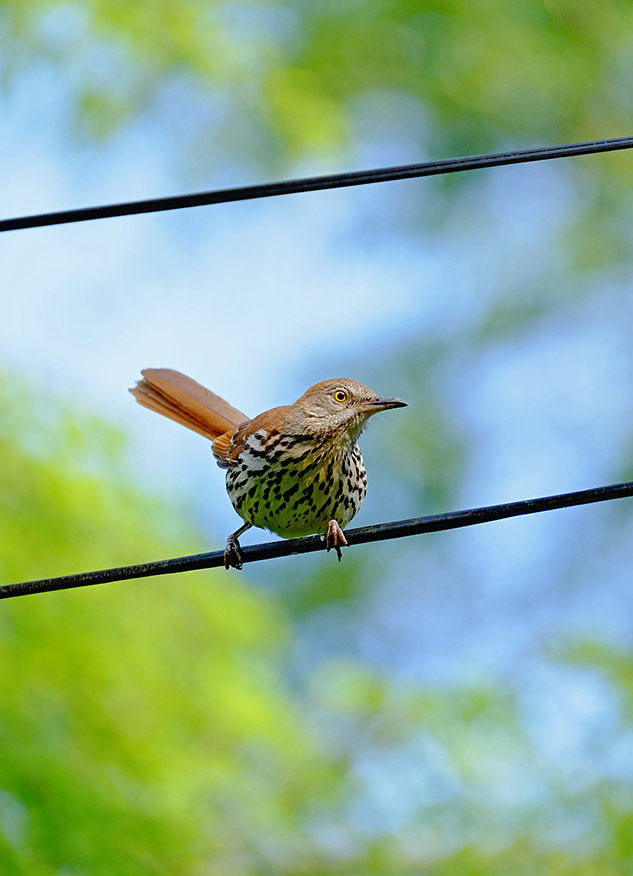 Fuji 100-400mm Review - sample gallery image