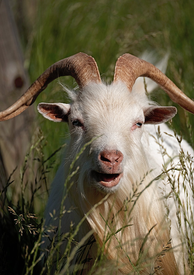 Fuji 100-400mm Review - sample gallery image