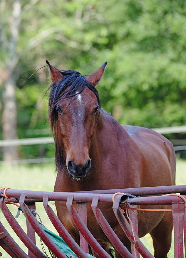 Fuji 100-400mm Review - sample gallery image