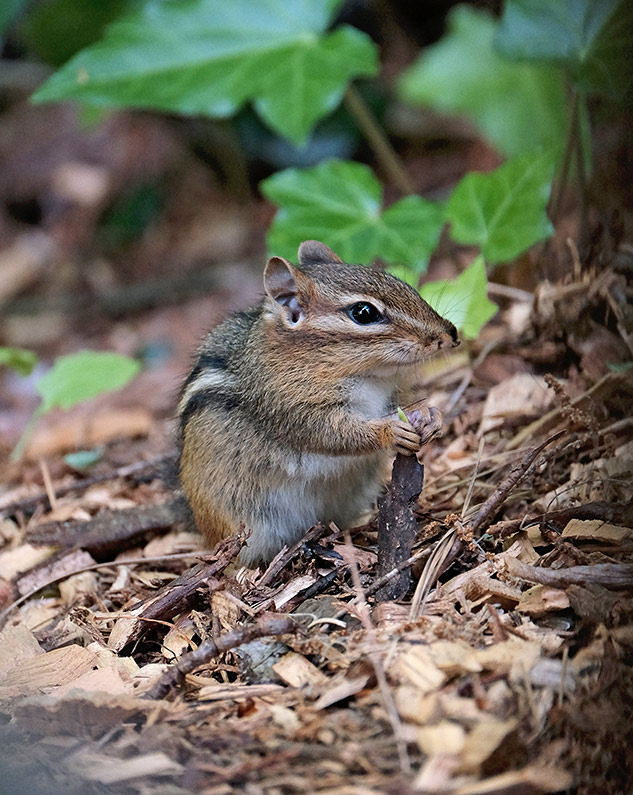 Fuji 100-400mm Review - sample gallery image