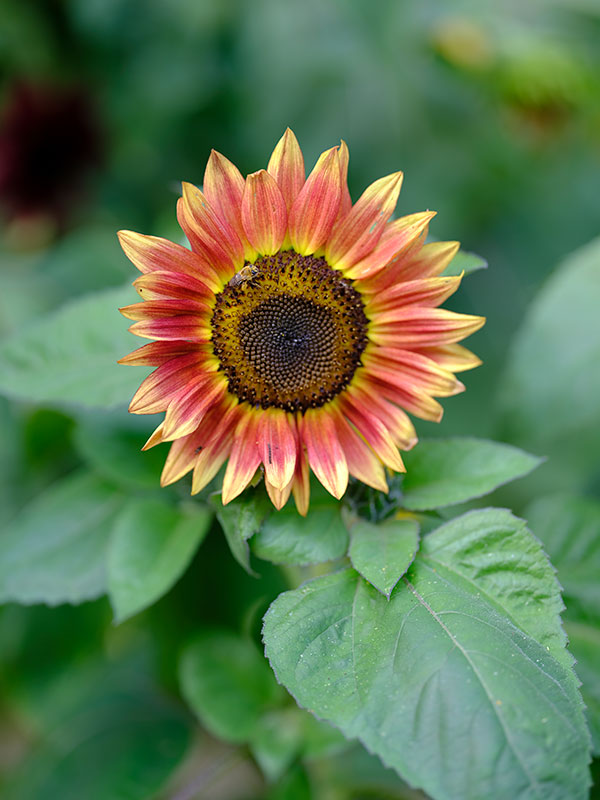 Fujinon GF 110mm f/2 R LM WR Review: Field Test -- Sharpness Test Image