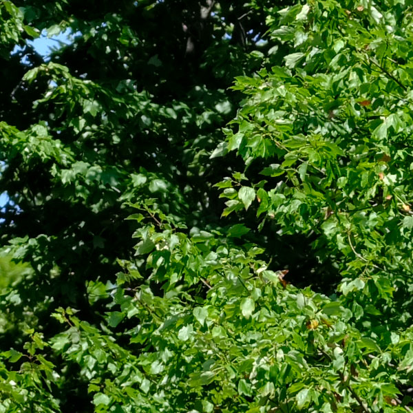 Fujinon GF 110mm f/2 R LM WR Review: Field Test -- Sharpness Test Image