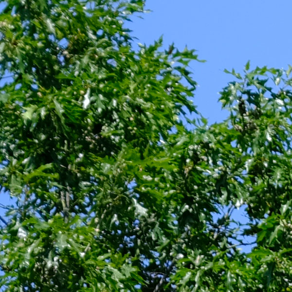 Fujinon GF 110mm f/2 R LM WR Review: Field Test -- Sharpness Test Image