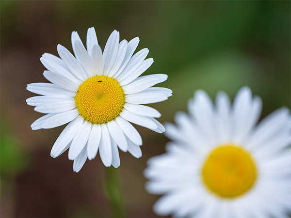 Fujinon GF 120mm f/4 R LM OIS WR Macro Review: Field Test -- Gallery Image