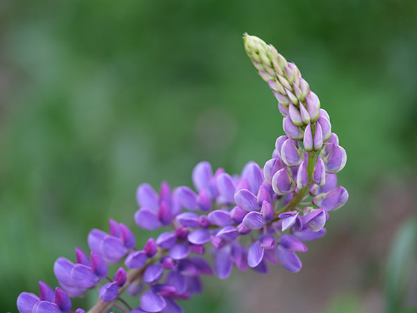 Fujinon GF 120mm f/4 R LM OIS WR Macro Review: Field Test -- Gallery Image