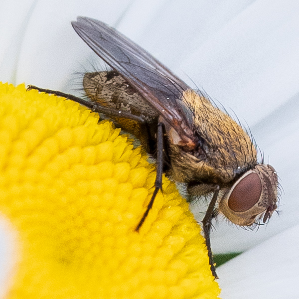 Fujinon GF 120mm f/4 R LM OIS WR Macro Review: Field Test -- Gallery Image