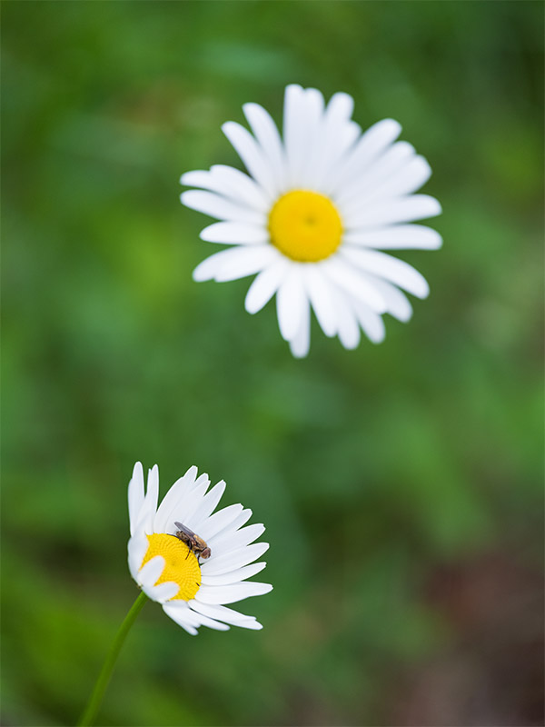 Fujinon GF 120mm f/4 R LM OIS WR Macro Review: Field Test -- Gallery Image