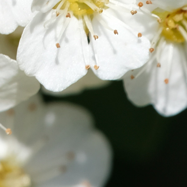 Fujinon GF 120mm f/4 R LM OIS WR Macro Review: Field Test -- Gallery Image