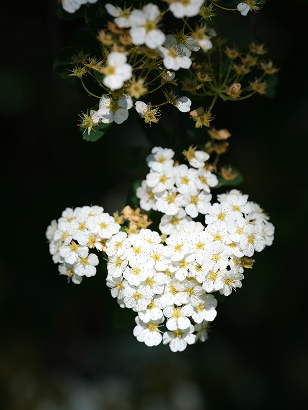 Fujinon GF 120mm f/4 R LM OIS WR Macro Review: Field Test -- Gallery Image