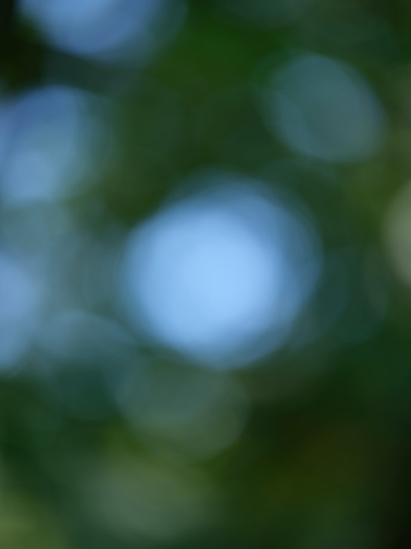 Fujinon GF 120mm f/4 R LM OIS WR Macro Review: Field Test -- Gallery Image