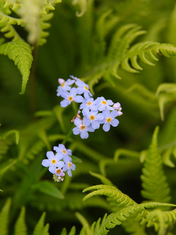 Fujinon GF 120mm f/4 R LM OIS WR Macro Review: Field Test -- Gallery Image