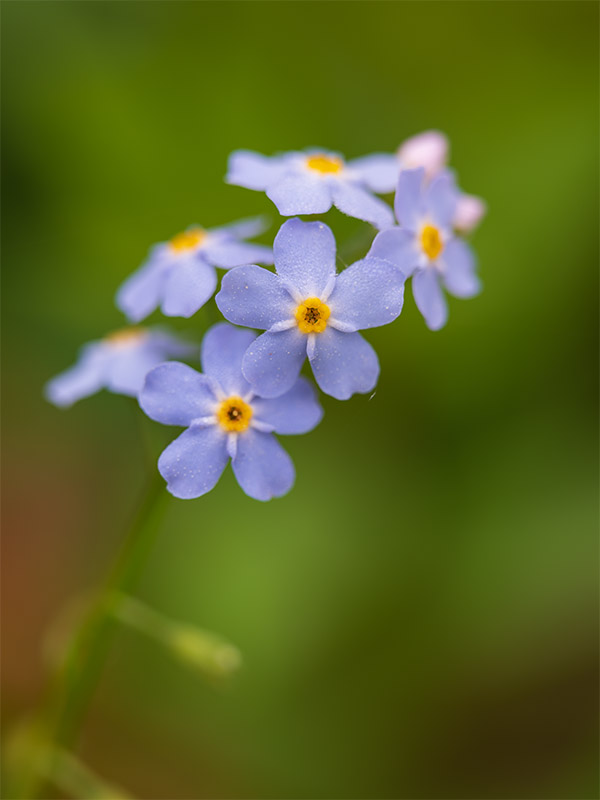 Fujinon GF 120mm f/4 R LM OIS WR Macro Review: Field Test -- Gallery Image