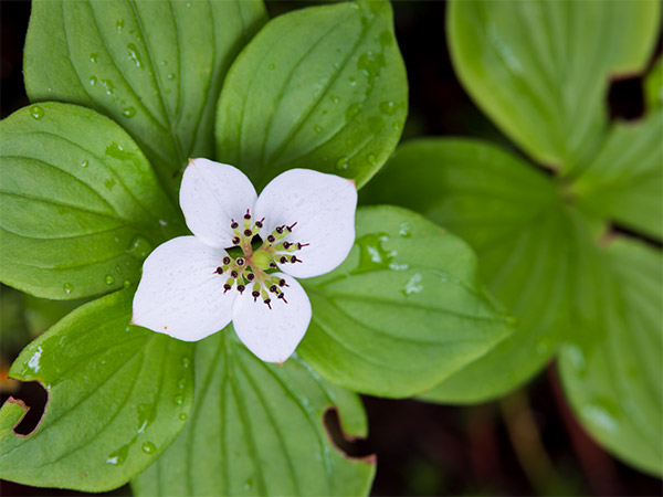 Fujinon GF 120mm f/4 R LM OIS WR Macro Review: Field Test -- Gallery Image