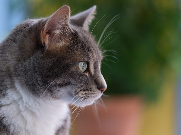 Fujinon GF 120mm f/4 R LM OIS WR Macro Review: Field Test -- Gallery Image