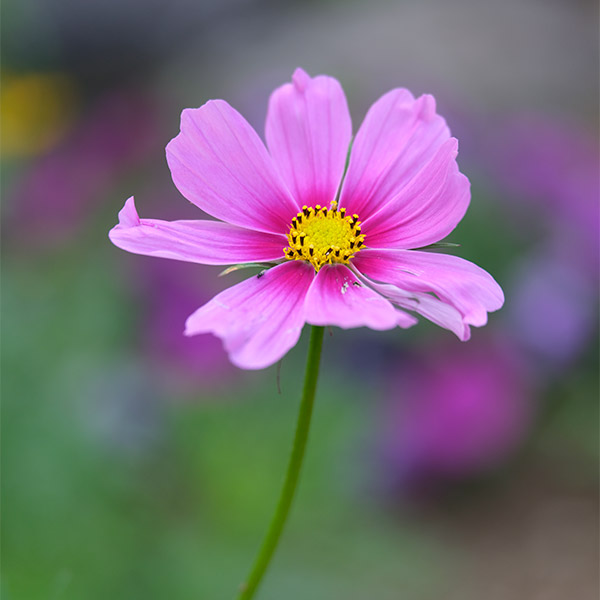 Fujinon GF 120mm f/4 R LM OIS WR Macro Review: Field Test -- Gallery Image