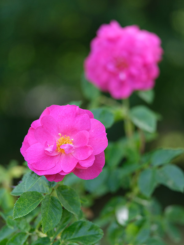 Fujinon GF 120mm f/4 R LM OIS WR Macro Review: Field Test -- Gallery Image