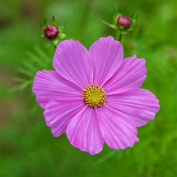 Fujinon GF 120mm f/4 R LM OIS WR Macro Review: Field Test -- Gallery Image