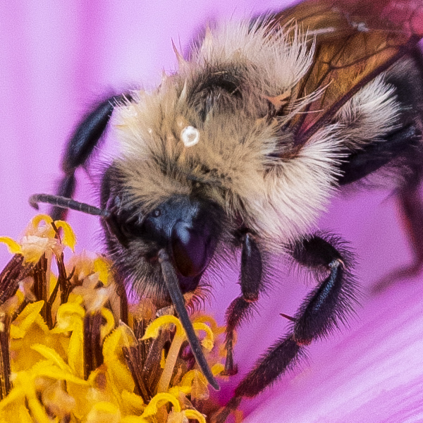 Fujinon GF 120mm f/4 R LM OIS WR Macro Review: Field Test -- Gallery Image