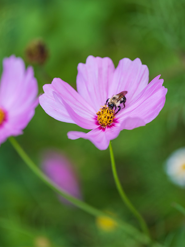 Fujinon GF 120mm f/4 R LM OIS WR Macro Review: Field Test -- Gallery Image