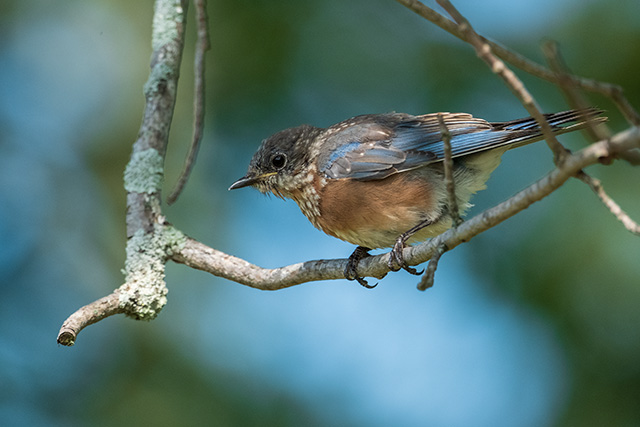 Fujifilm XF 150-600mm F5.6-8 R LM OIS WR Review -- Gallery Image