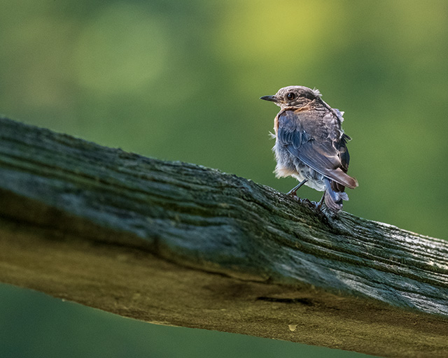 Fujifilm XF 150-600mm F5.6-8 R LM OIS WR Review -- Gallery Image