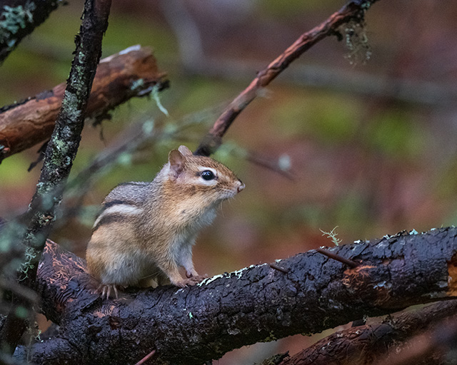 Fujifilm XF 150-600mm F5.6-8 R LM OIS WR Review -- Gallery Image