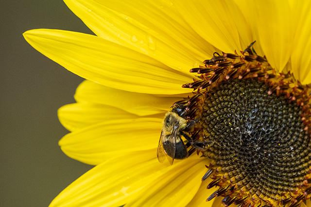 Fujifilm XF 150-600mm F5.6-8 R LM OIS WR Review -- Gallery Image