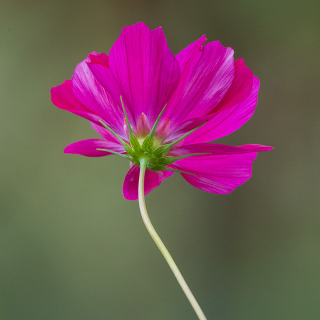 Fujifilm XF 150-600mm F5.6-8 R LM OIS WR Review -- Gallery Image