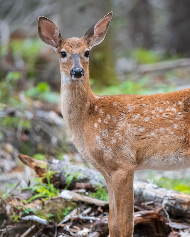 Fujifilm XF 150-600mm F5.6-8 R LM OIS WR Review -- Gallery Image